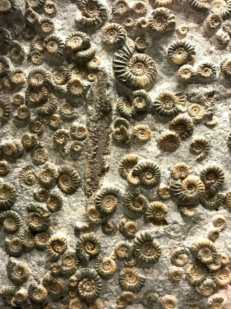 Fossils in Merzouga desert showing ancient marine life in Morocco